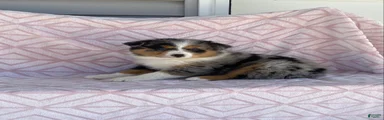 Australian Shepherd Puppy 2