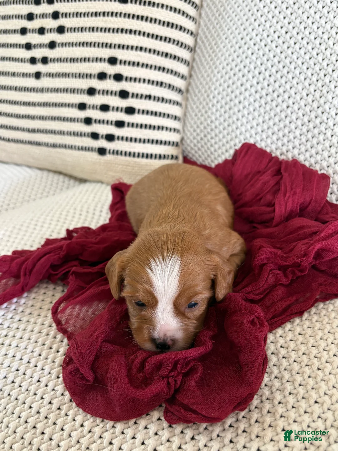 Cavapoo dogs for sale: Pickles - Ad 2