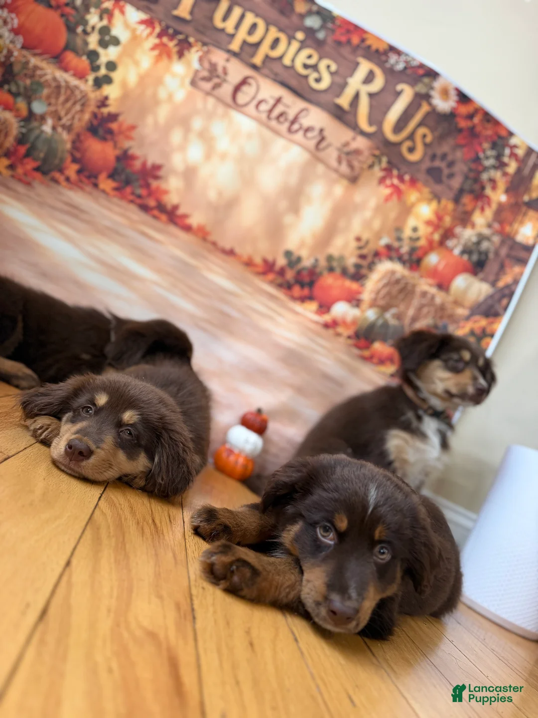 Mini Aussiedoodle dogs for sale: Mini Aussiedoodle 1 - Ad 2