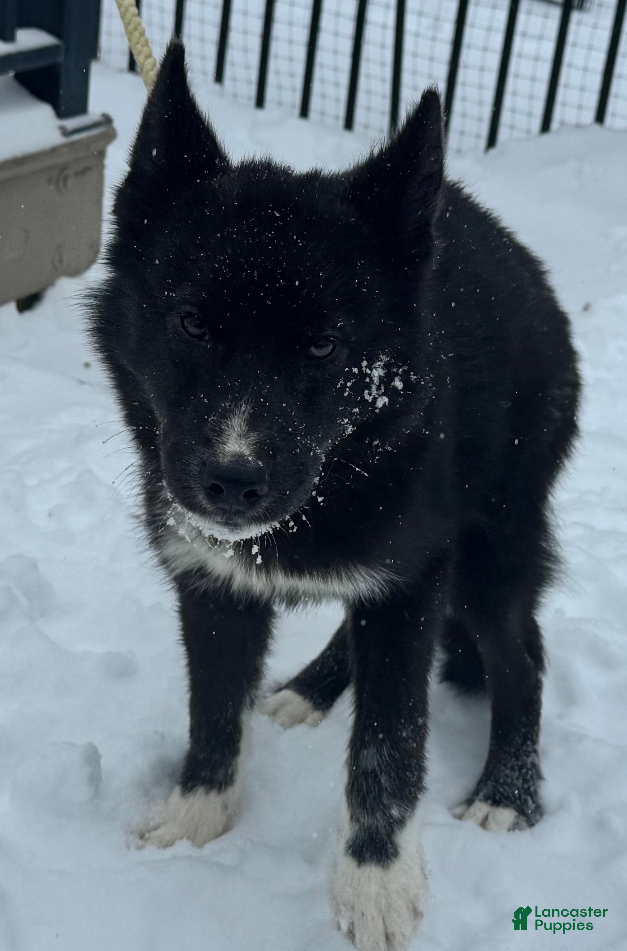 Siberian Husky dogs Elijah - Ad 8