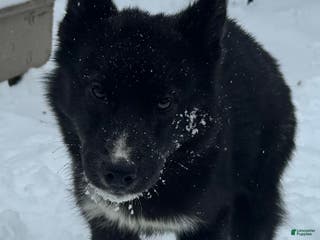 Siberian Husky dogs Elijah - Ad 8