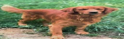Golden Retriever dogs for sale: Cody - Ad 8