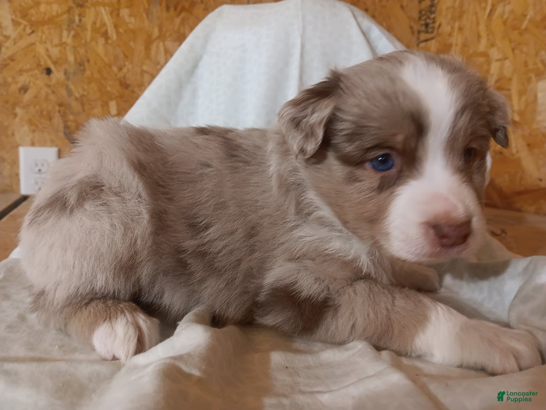 Australian Shepherd dogs for sale: Biscuit - Ad 2