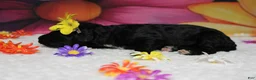 Bernedoodle dogs for sale: Raveena  - Ad 6