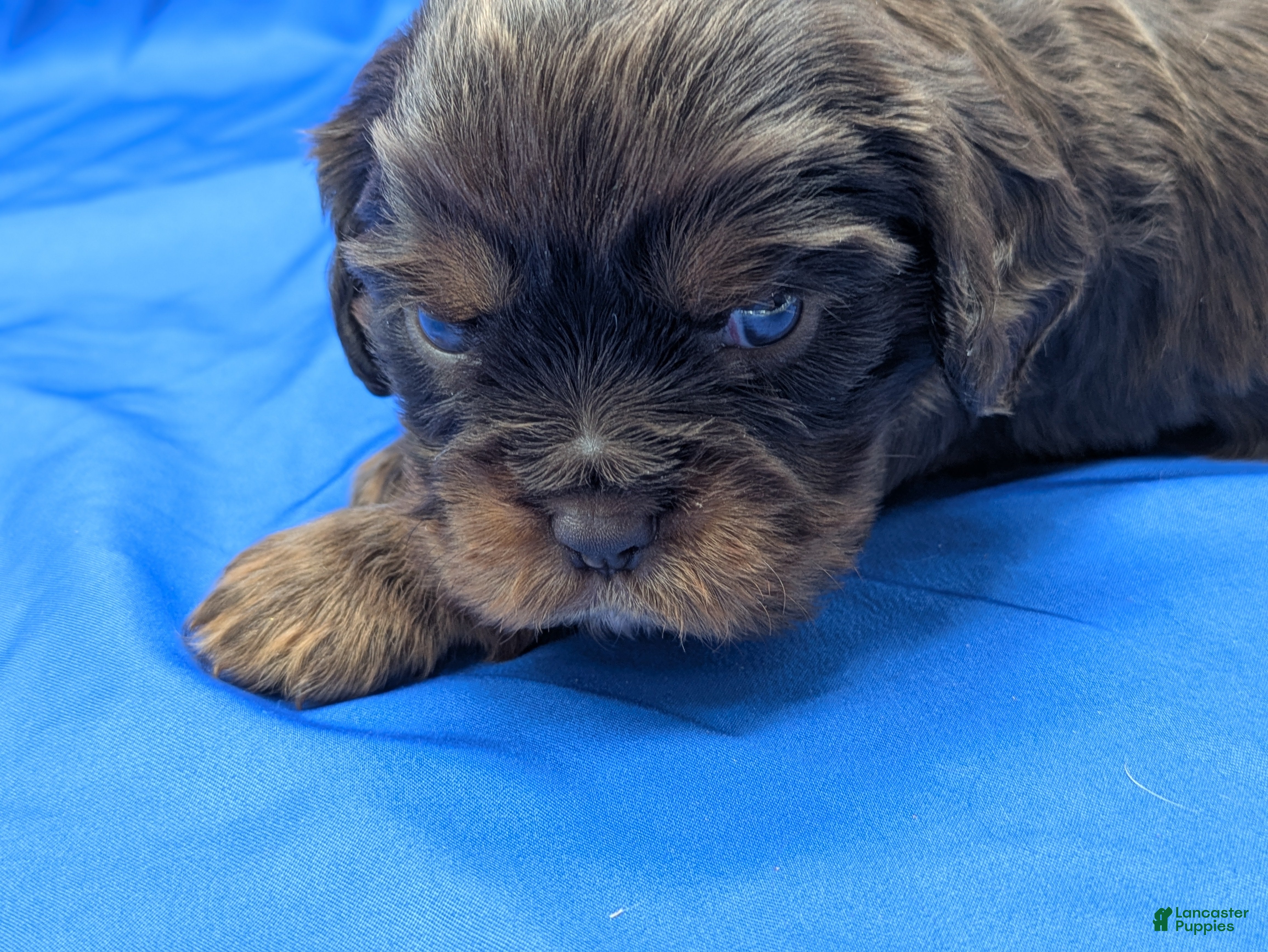 Cavalier King Charles Spaniel