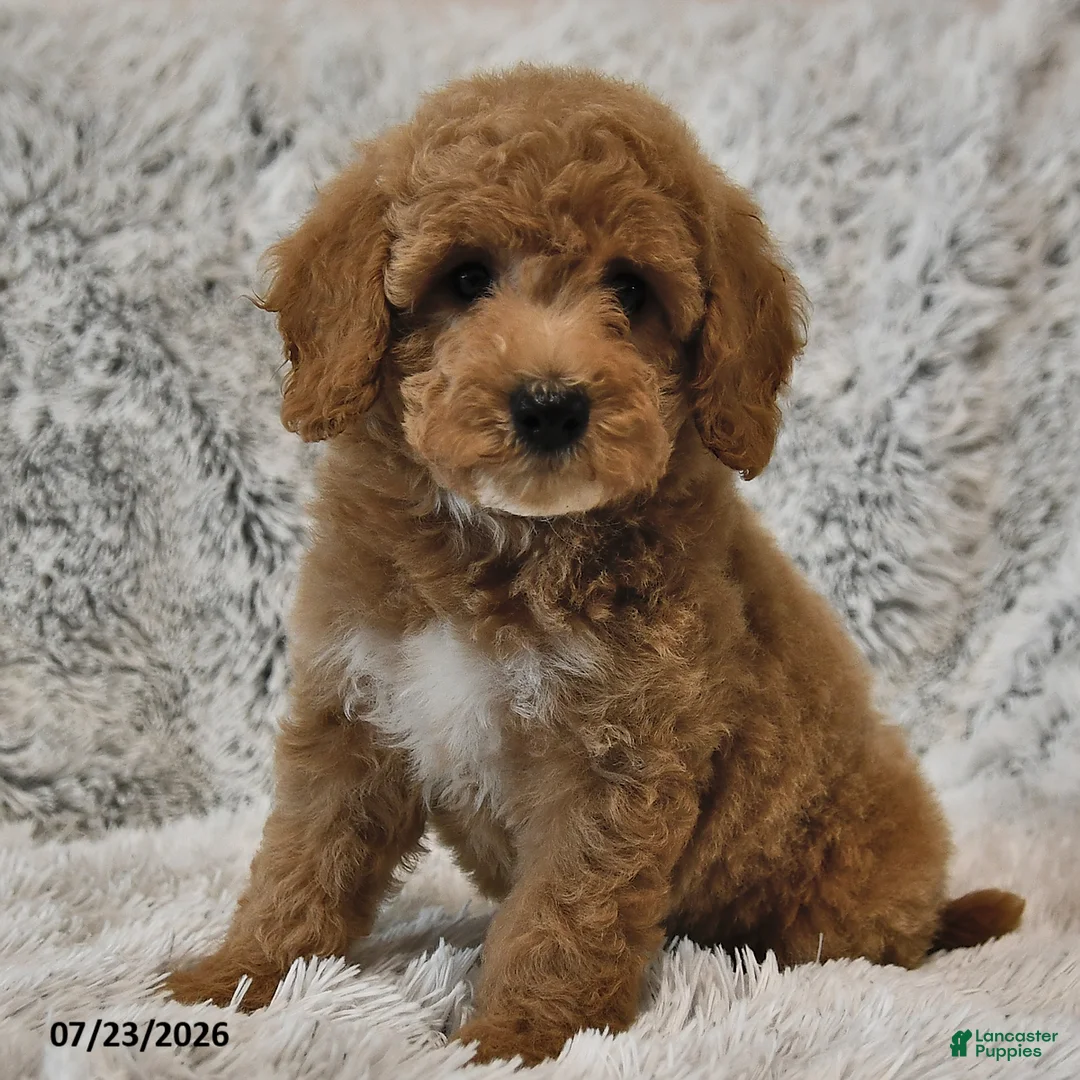 Mini Goldendoodle dogs for sale: Cappuccino - Ad 2