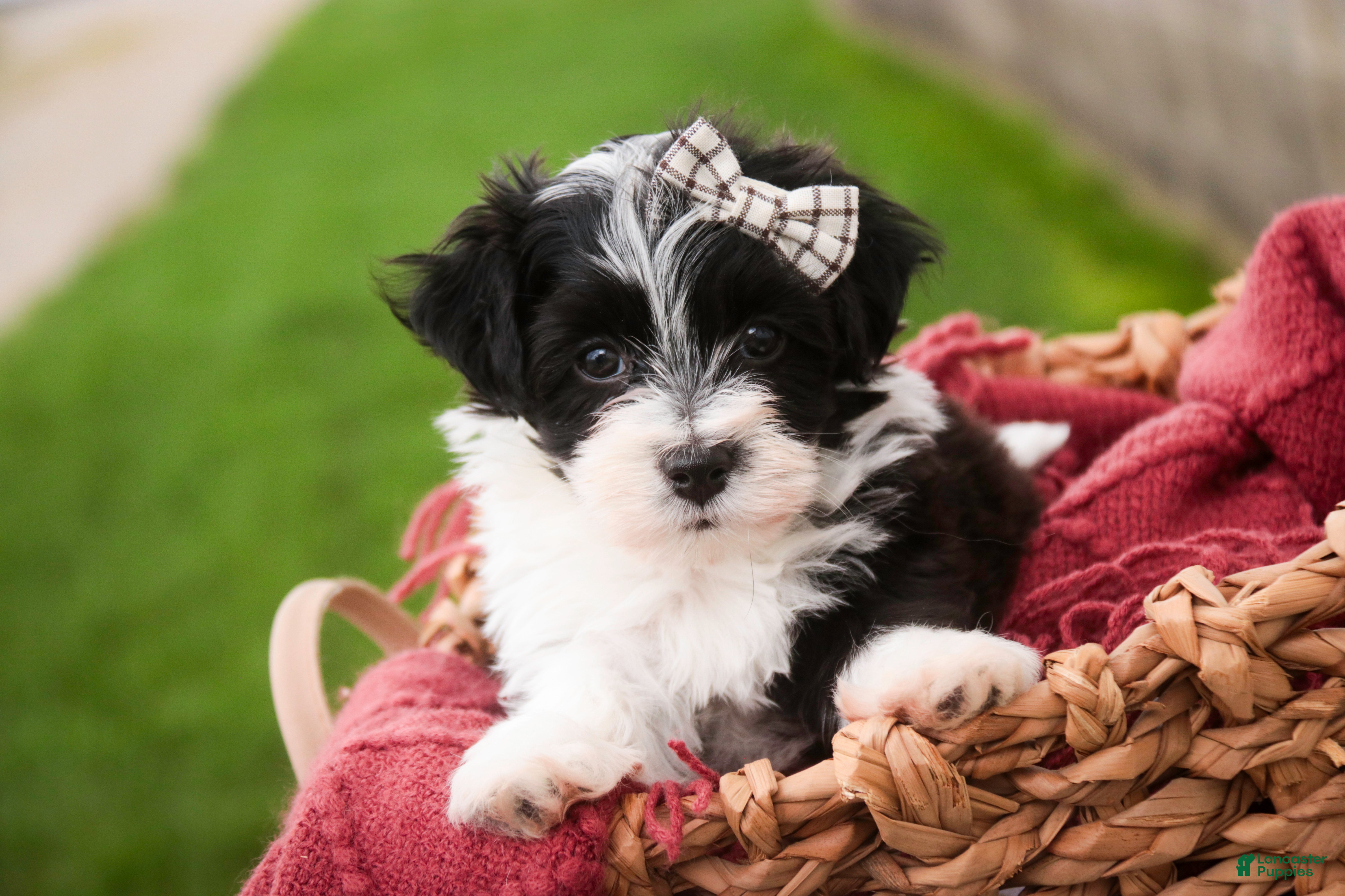 Havanese dogs Piper - Ad 2
