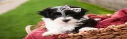 Havanese dogs for sale: Piper - Ad 2