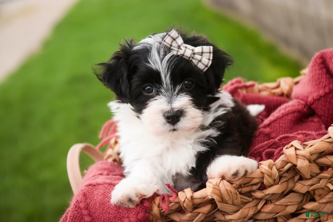 Havanese dogs for sale: Piper - Ad 2