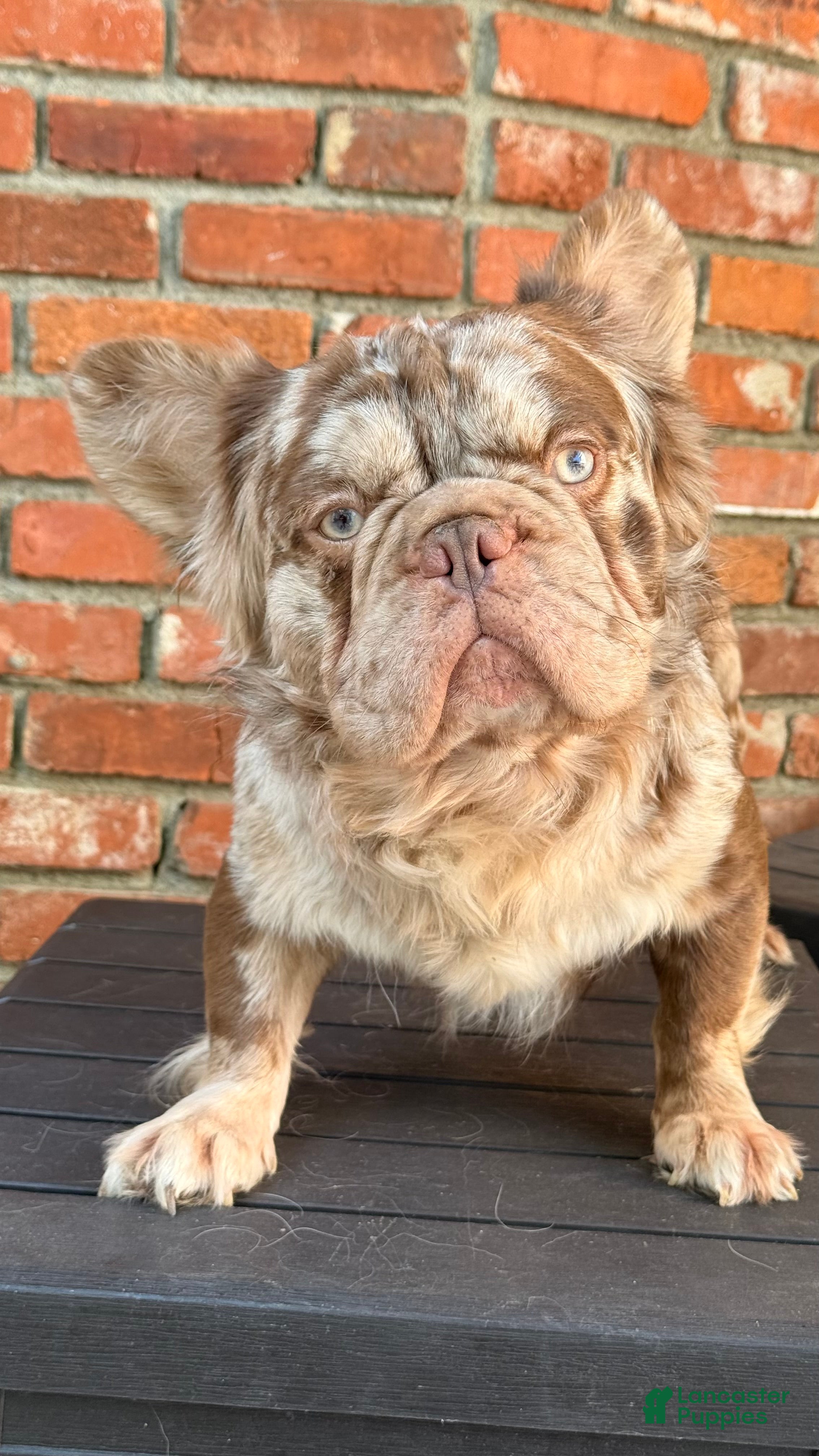 French Bulldog dogs Rojo Fluffy Merle  - Ad 26