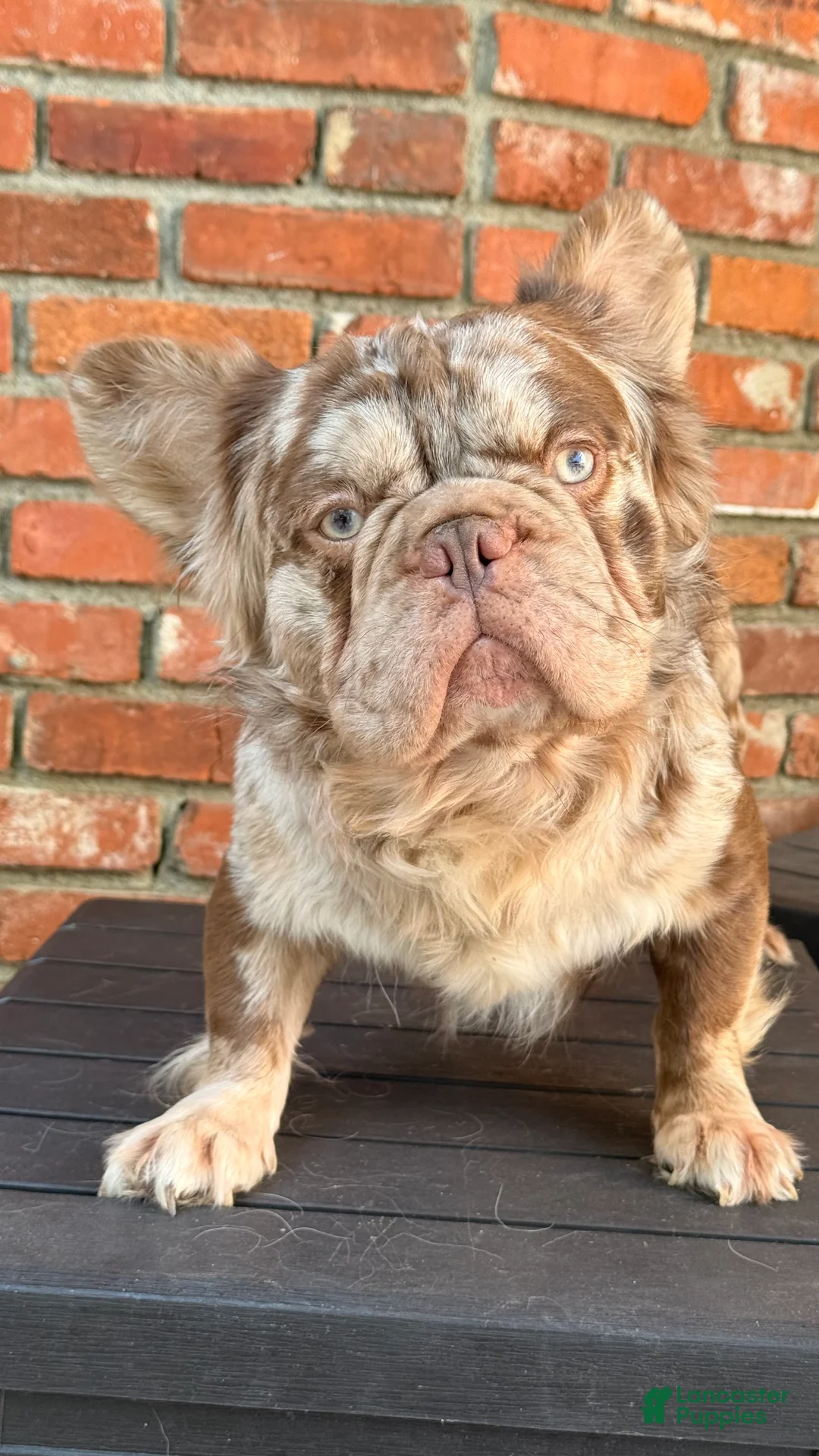French Bulldog dogs for sale: Rojo Fluffy Merle  - Ad 1