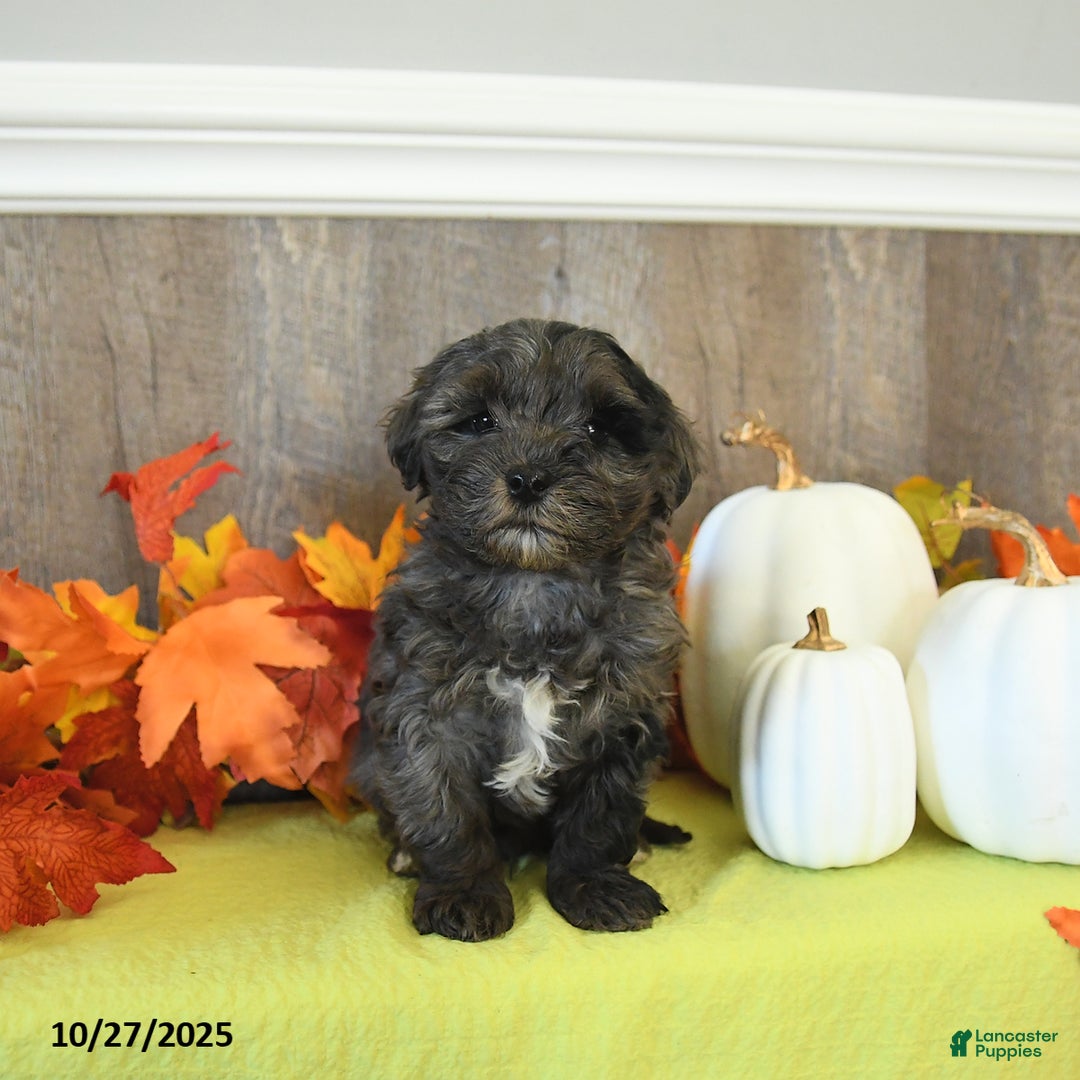 Yorkiepoo dogs for sale: Lemmy - Ad 6