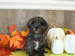 Yorkiepoo dogs - Ad 10