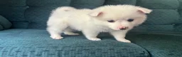 American Eskimo dogs for sale: Basil - Ad 5