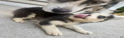 Siberian Husky dogs for sale: Siberian Husky 3 - Ad 2
