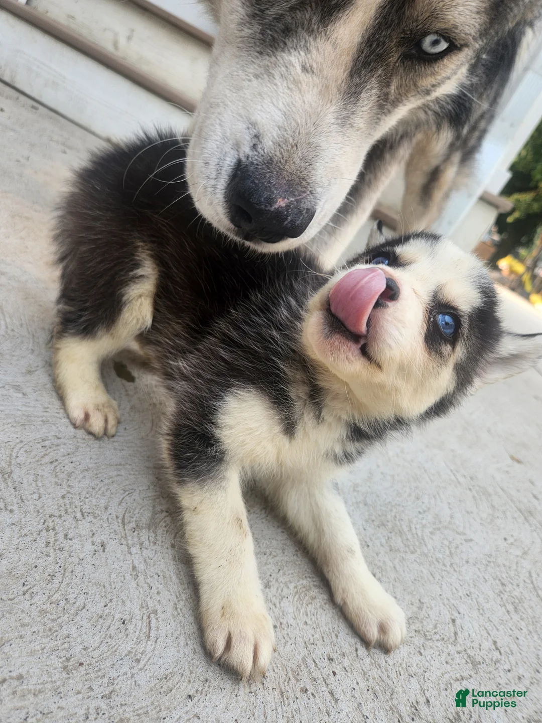 Siberian Husky dogs for sale: Siberian Husky 3 - Ad 2