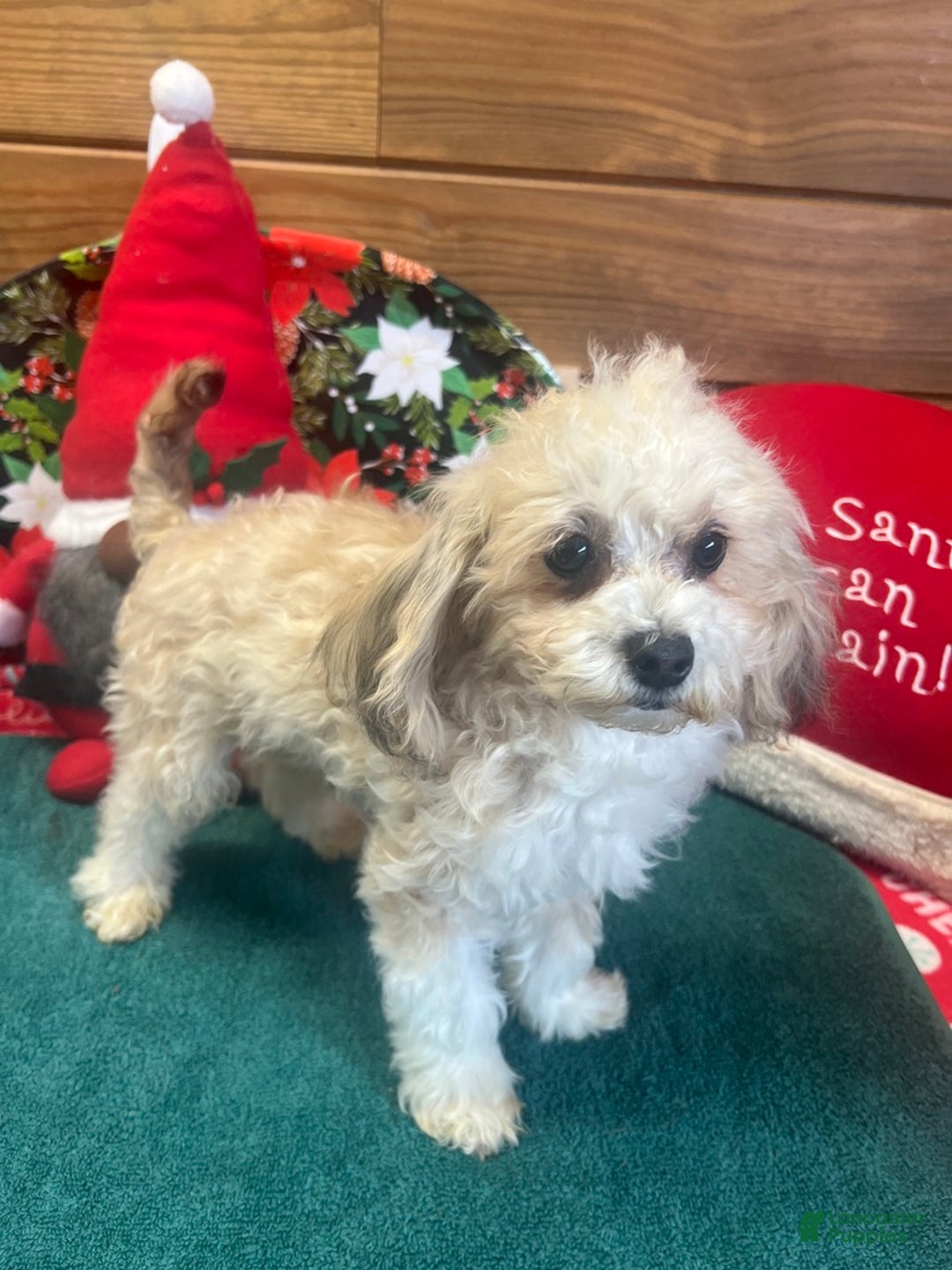 Maltipoo dogs for sale: Sanders - Ad 4
