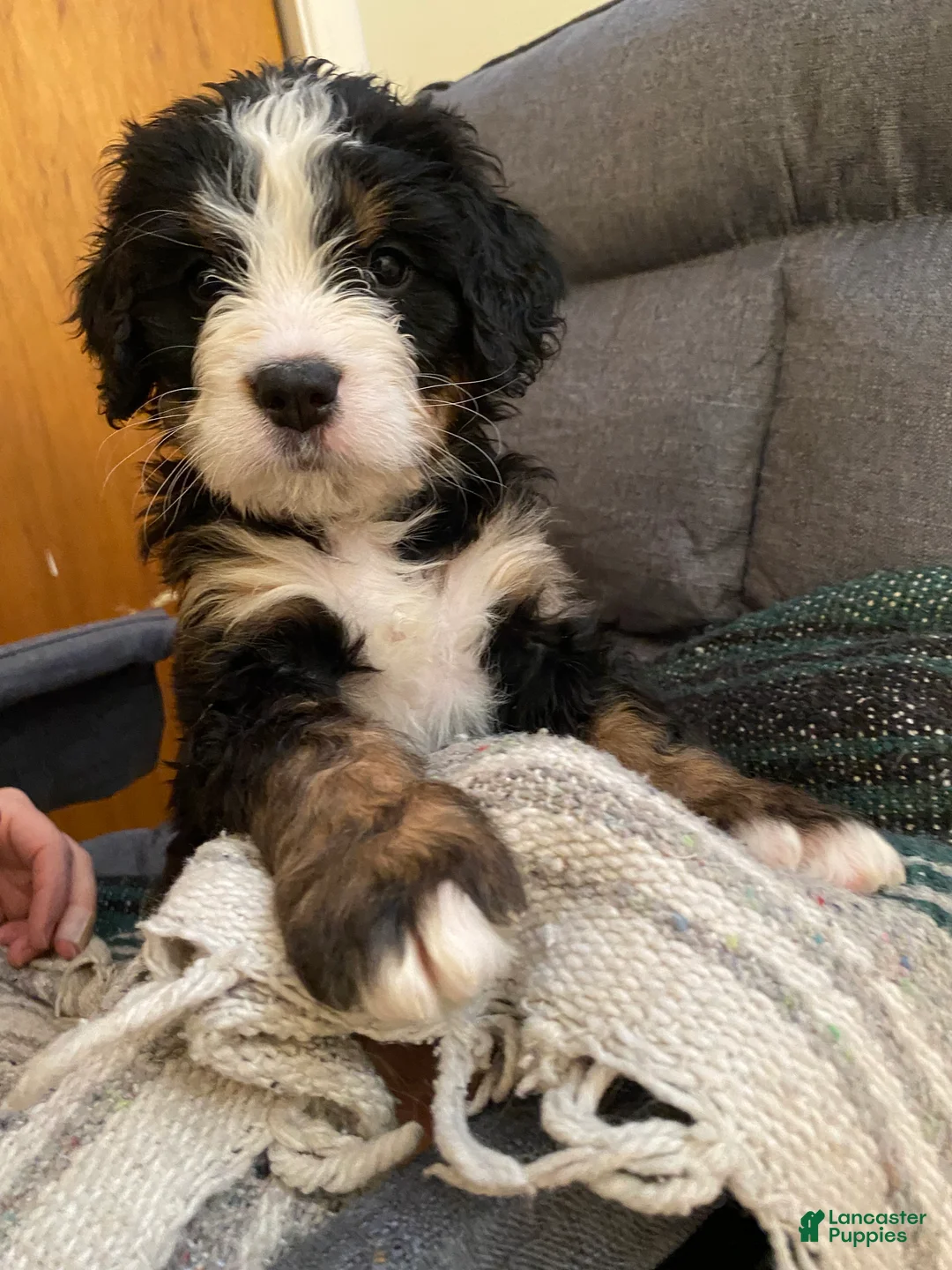 Bernedoodle dogs for sale: Bernedoodle Puppy 11 - Ad 2