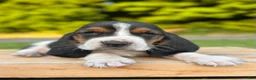 Basset Hound dogs for sale: Archie - Ad 5