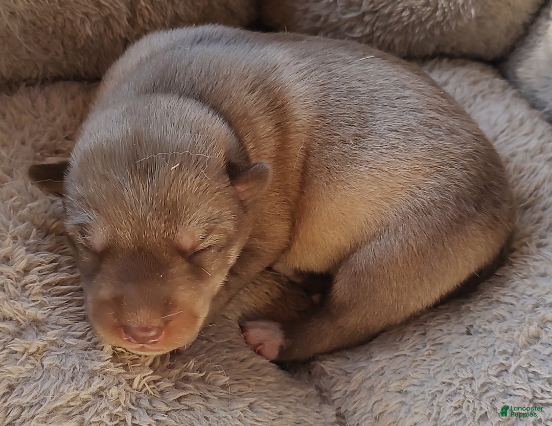 Siberian Husky dogs for sale: Siberian Husky Puppy 1 - Ad 1