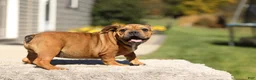 French Bulldog dogs for sale: Olive – Fawn Brindle/White - Ad 6