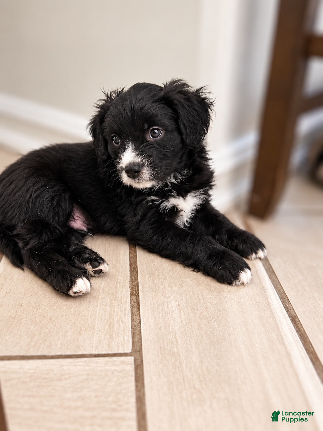 Mixed Breed dogs Panther  - Ad 2