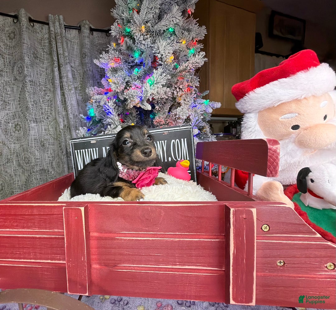 Miniature Dachshund dogs for sale: AKC Russian pra clear - Ad 7