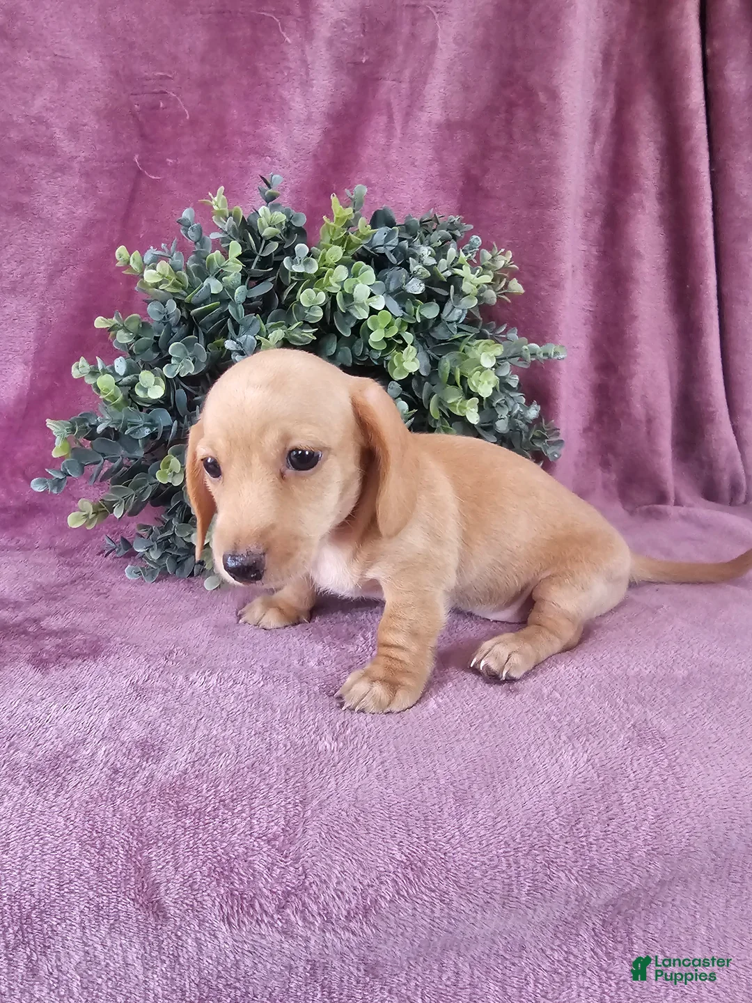 Dachshund dogs for sale: Holley - Ad 5