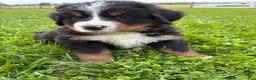 Bernese Mountain Dog dogs for sale: Jerry - Ad 3
