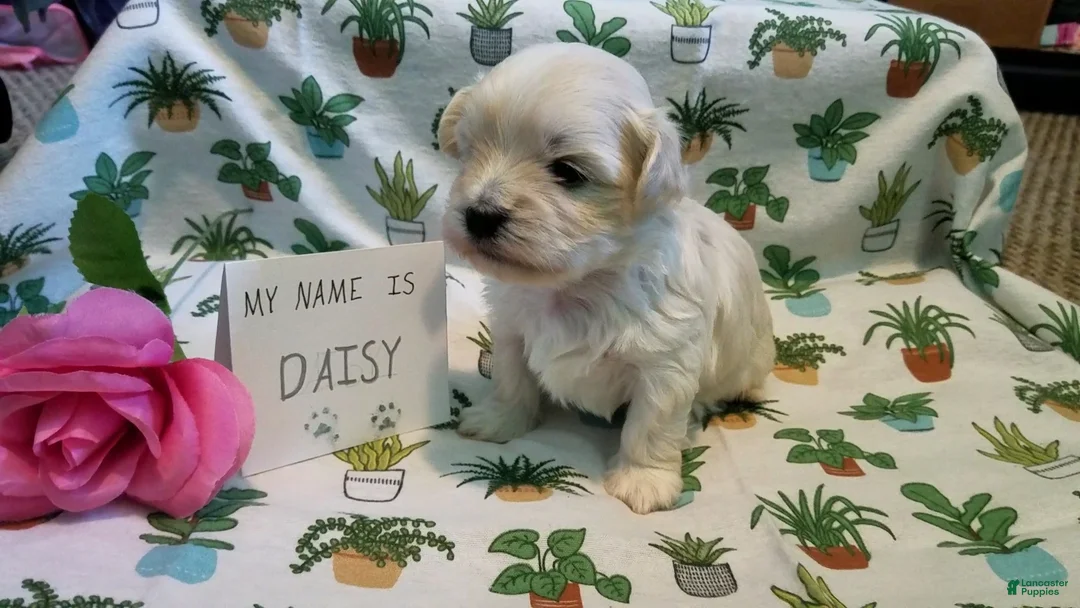 Maltipoo dogs for sale: Daisy - Ad 16