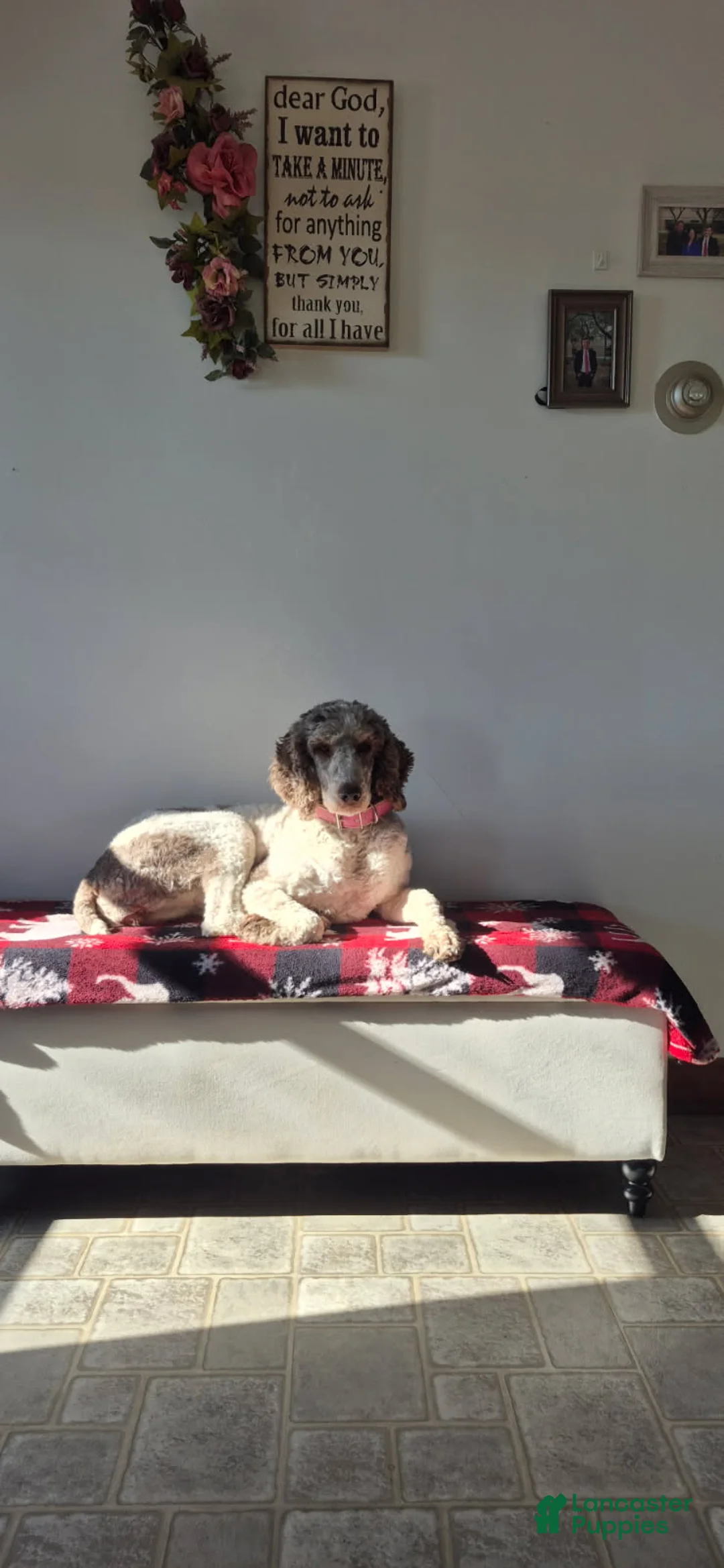 Standard Poodle dogs for sale: Forrest - Ad 5