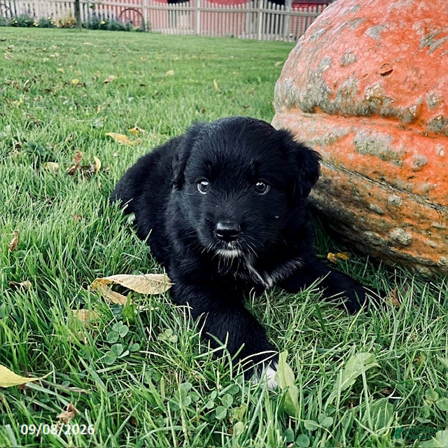 Mixed Breed dogs for sale: Jodi - Ad 2