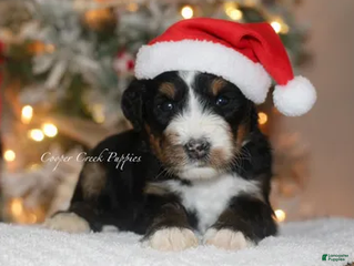 Bernedoodle dogs Mr. Bricklebaum - Ad 41