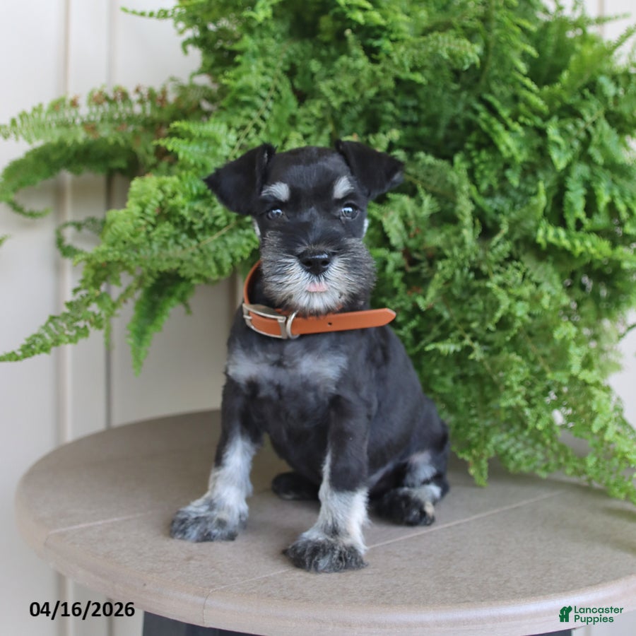 Miniature Schnauzer dogs Jefferson - Ad 1