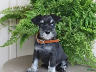 Miniature Schnauzer dogs for sale: Jefferson - Ad 2