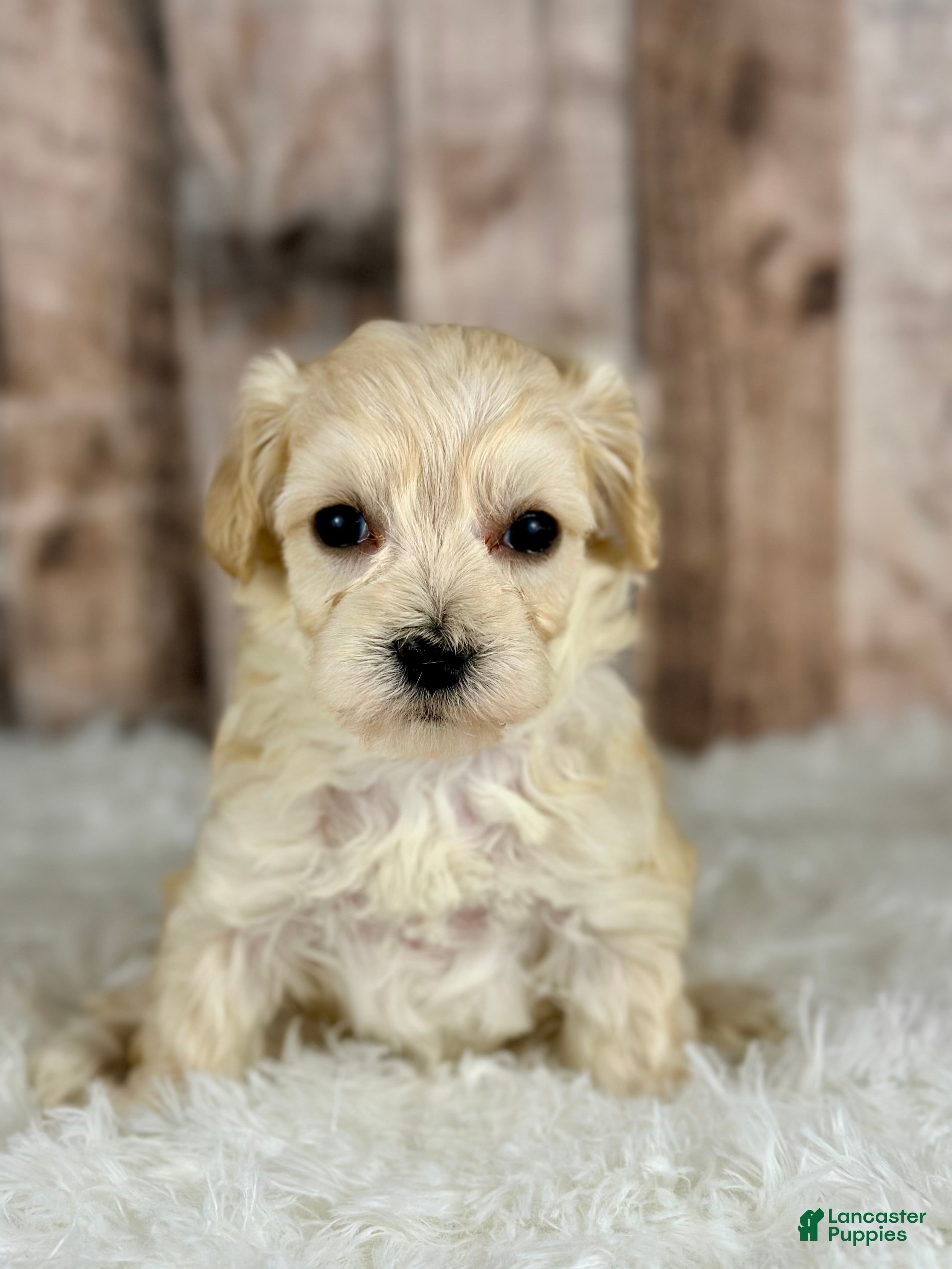 Maltipoo dogs Girl Nova - 0005 - Ad 41