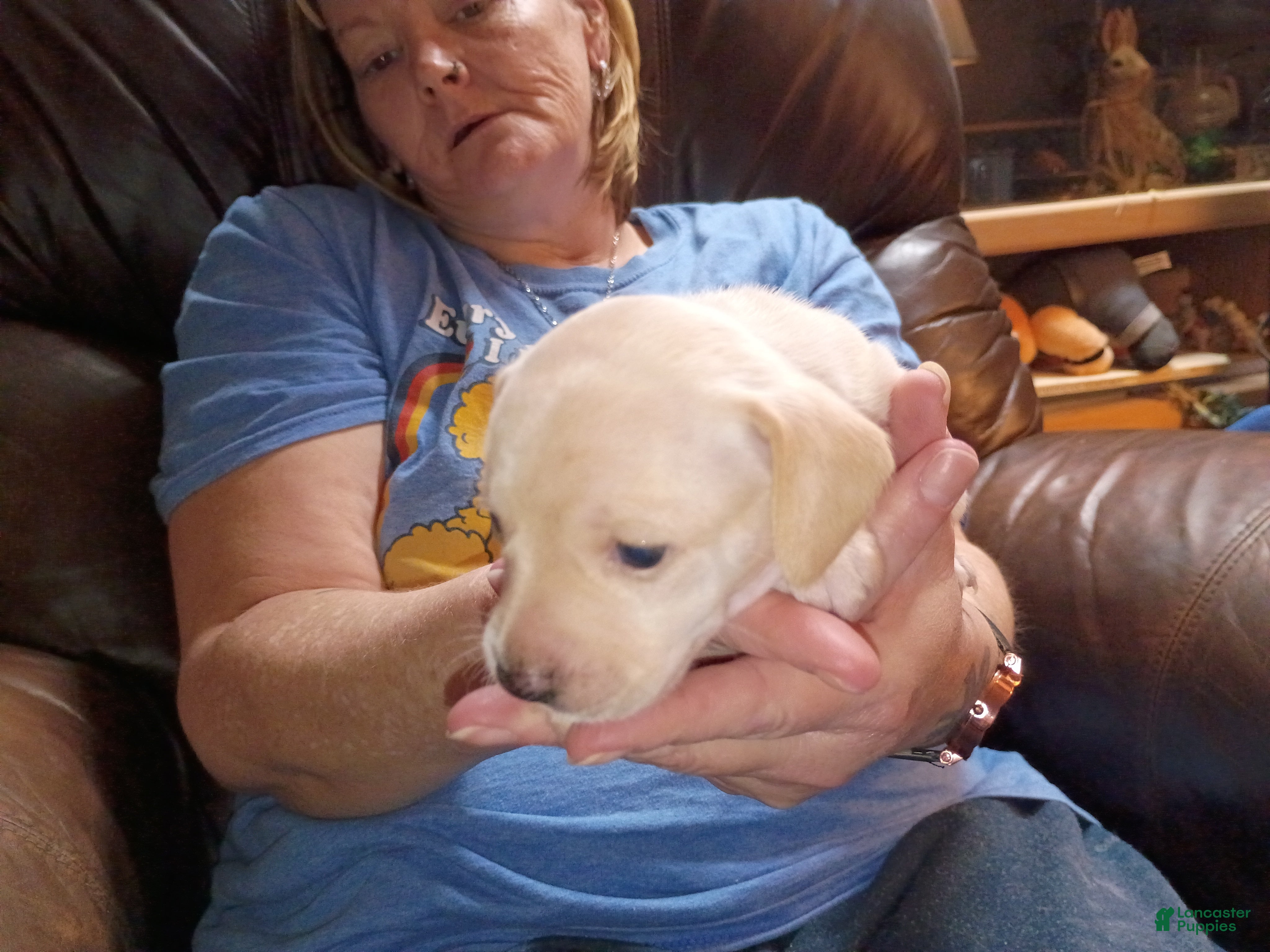 Chiweenie dogs Chiweenie Puppy 4 - Ad 4