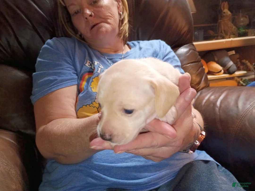 Chiweenie dogs for sale: Chiweenie Puppy 4 - Ad 1