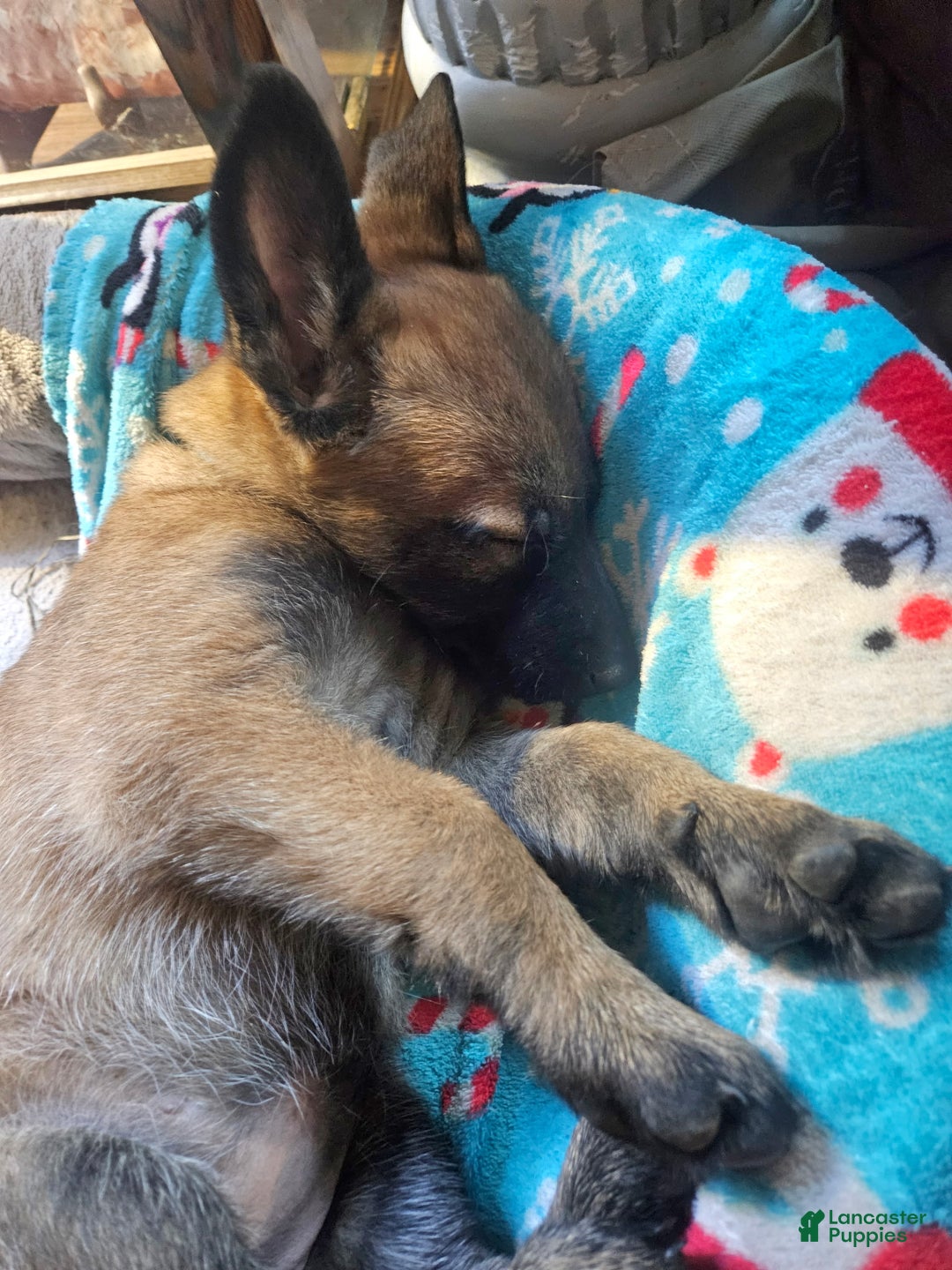 Belgian Malinois dogs for sale: Light Blue - Ad 11