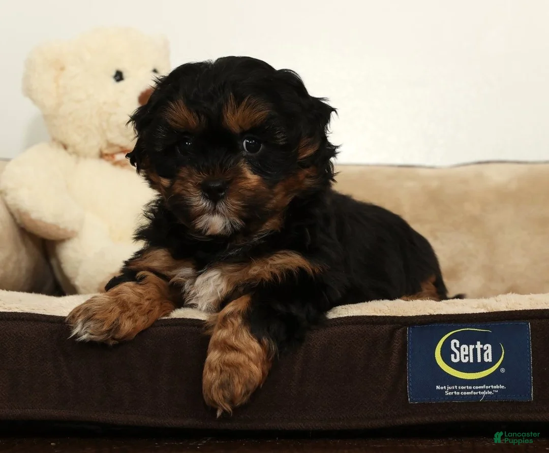 Shihpoo dogs for sale: Shane - Ad 5