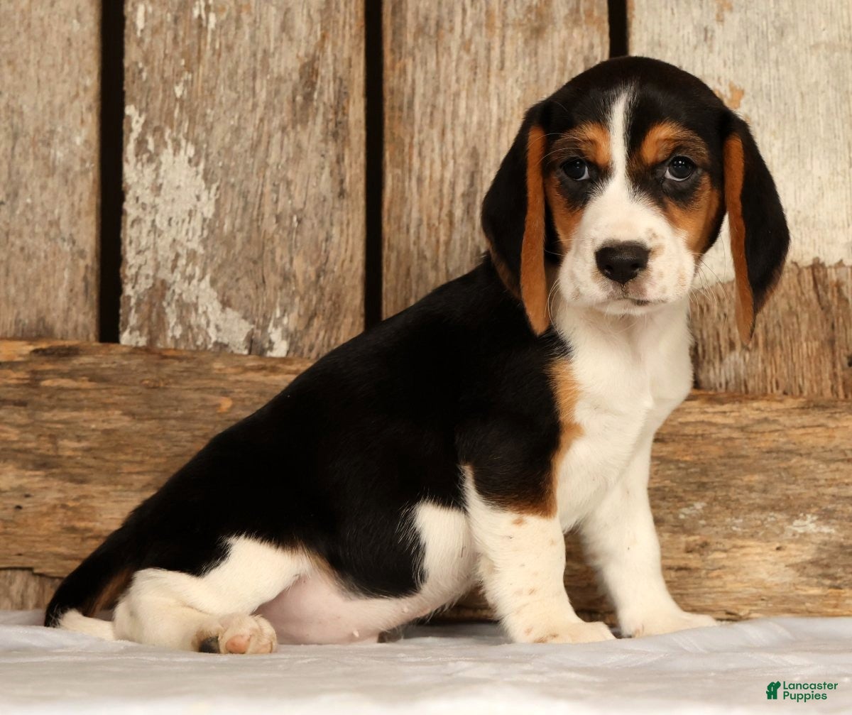 Beagle dogs for sale: Captain - Ad 6