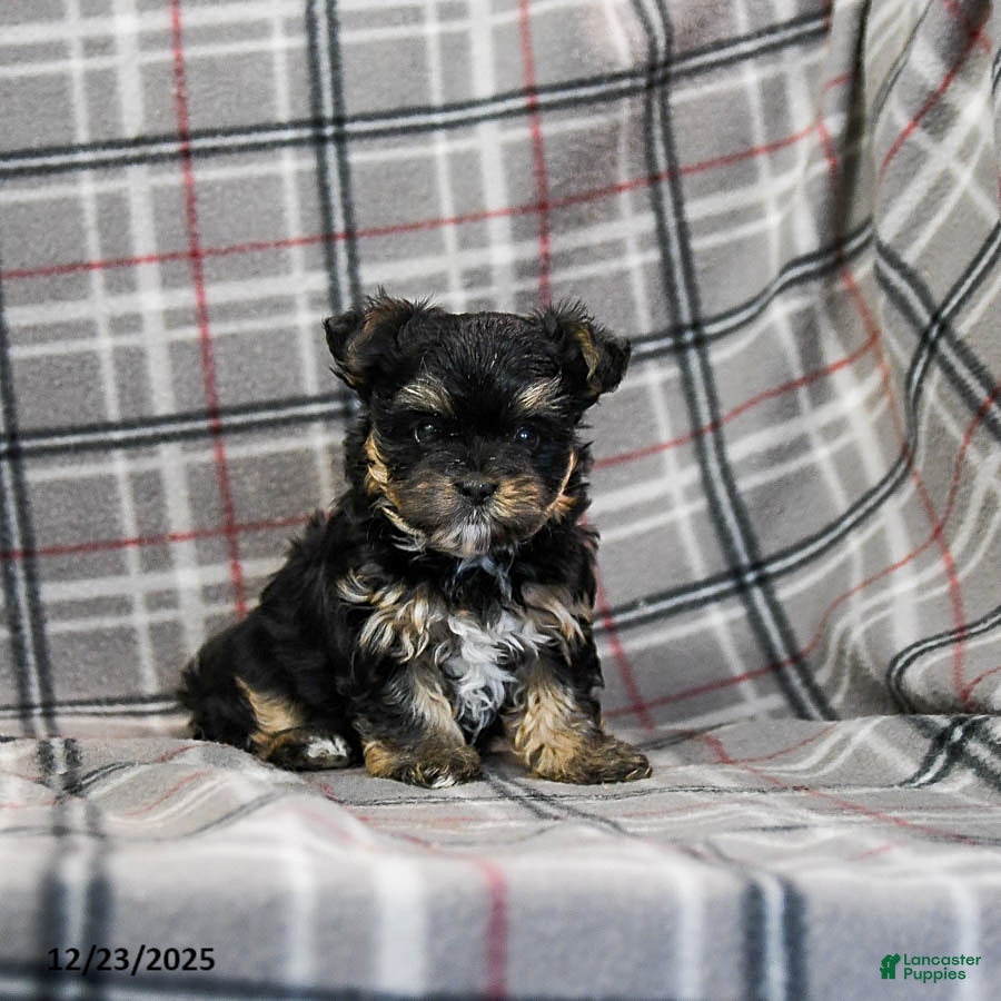 Morkie dogs Zina - Ad 28