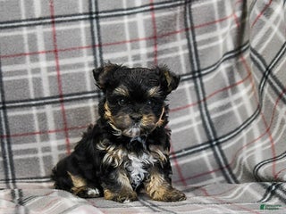 Morkie dogs Zina - Ad 28
