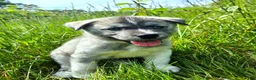 Mixed Breed dogs for sale: Dopey - Ad 6