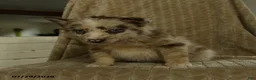 Pomsky dogs for sale: Bubba - Ad 4