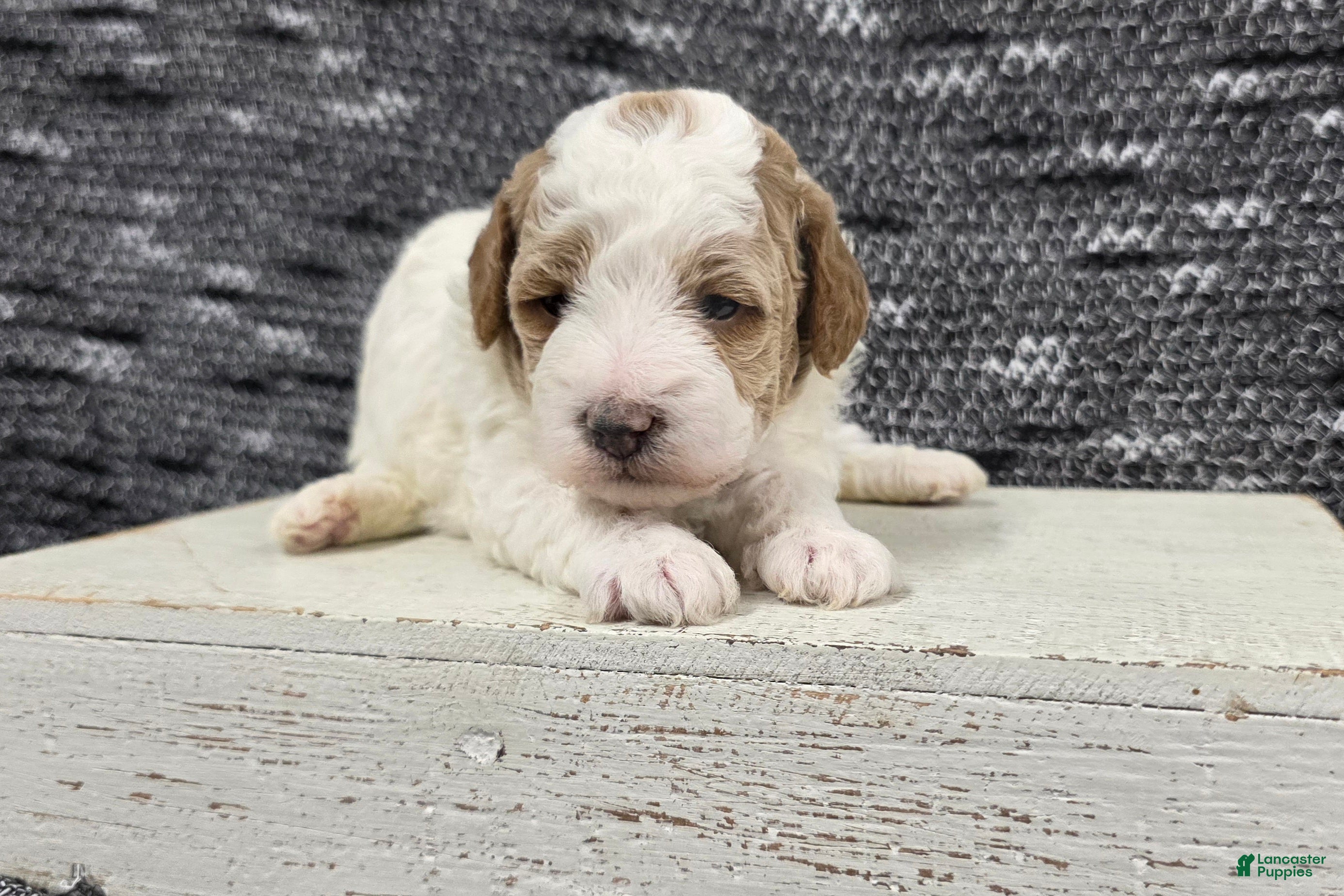Miniature Poodle dogs Max - Ad 1