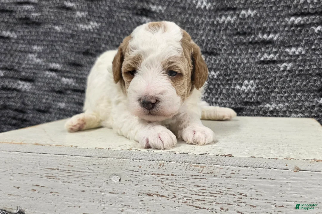 Miniature Poodle dogs for sale: Max - Ad 1