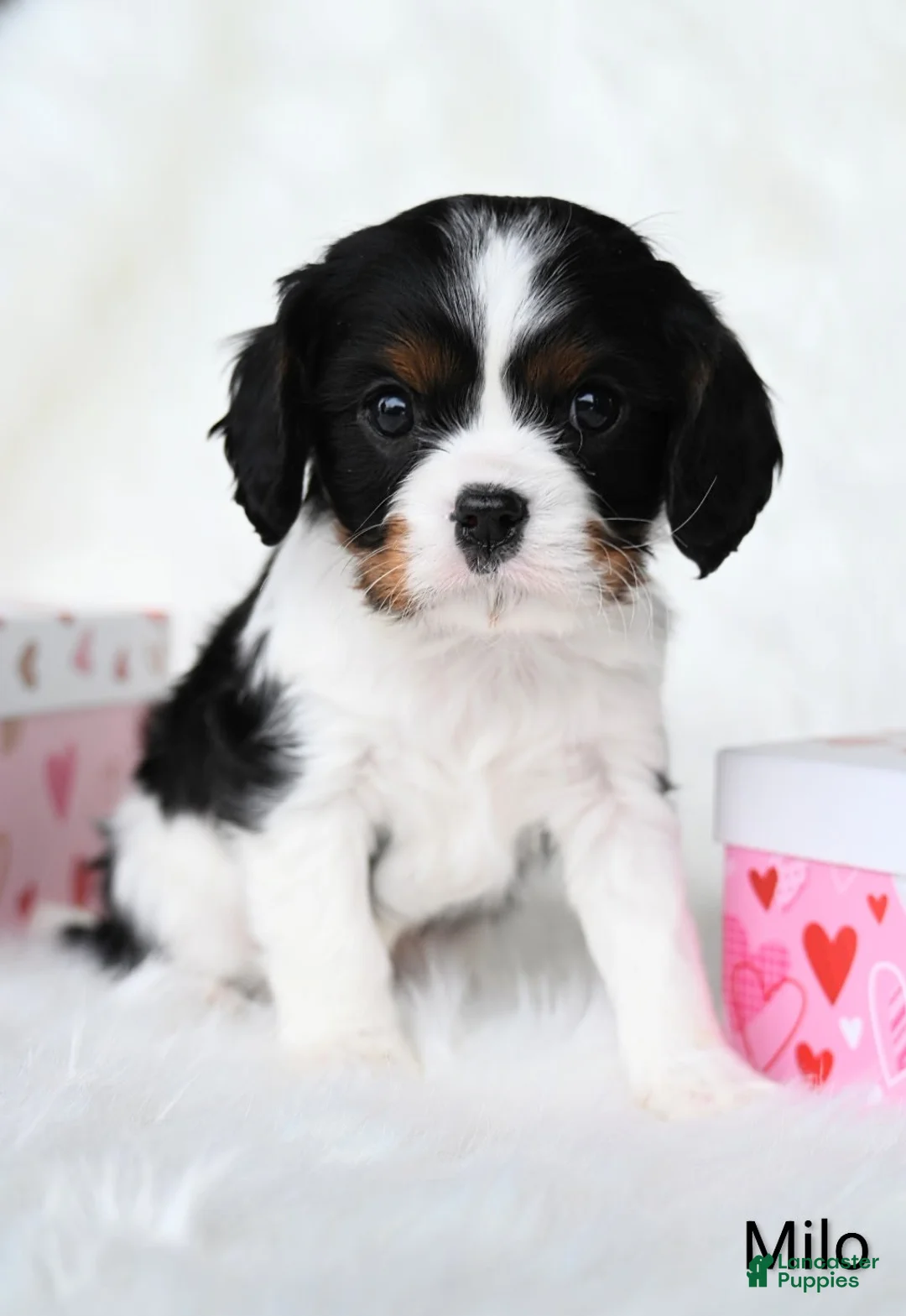 Cavalier King Charles Spaniel dogs for sale: Milo - Ad 2