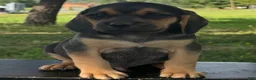 Puggle dogs for sale: Palmer - Ad 3