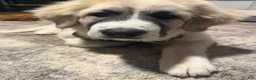 Great Pyrenees dogs for sale: Great Pyrenees 1 - Ad 1